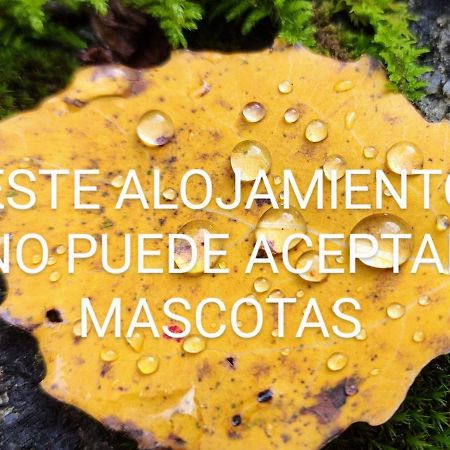 Apartamento Pleta del Mont Atico Benasque Exterior foto